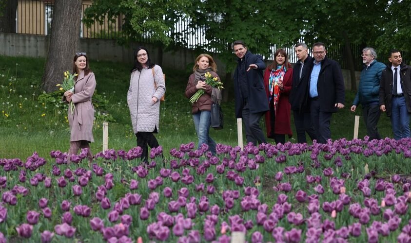 Львів знову отримає від Нідерландів тюльпани